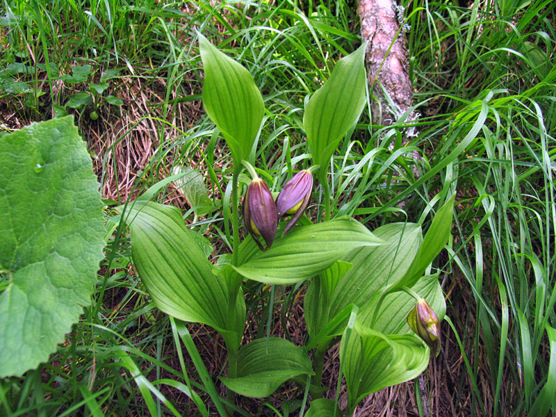 Cypripedium calceolus / Scarpetta di Venere